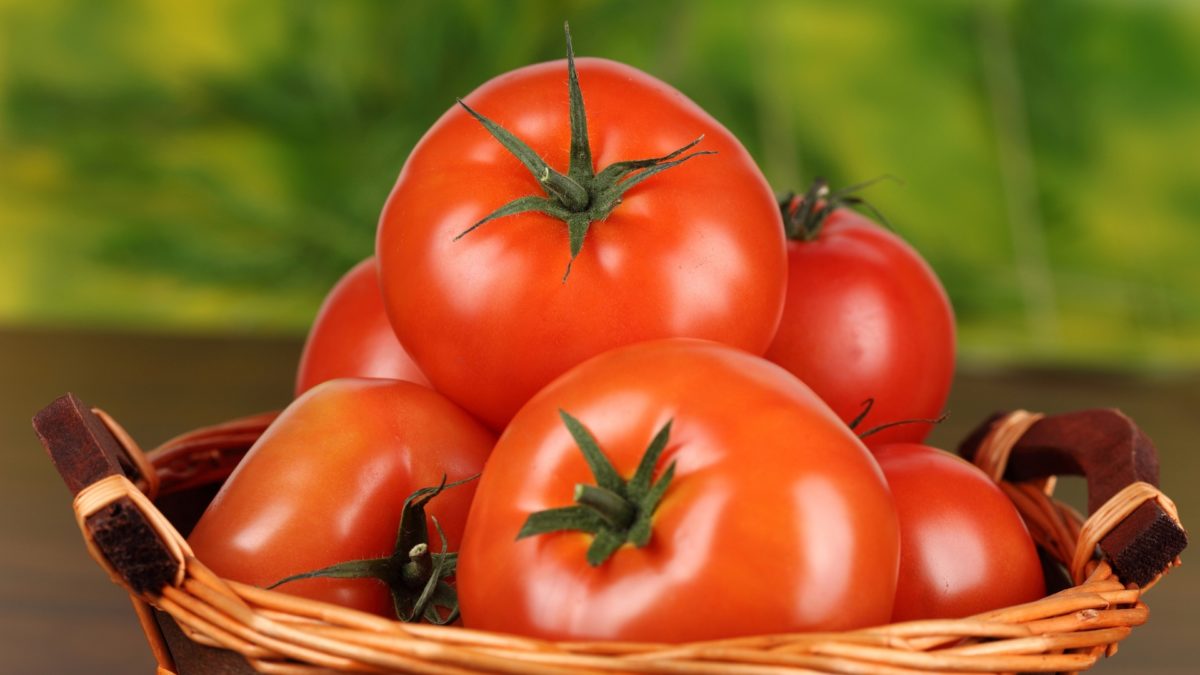 Top Tomato Gardening Tips